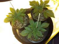 An image of White Widow
