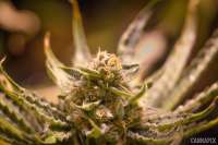 An image of White Widow