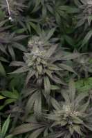 Banana Frosting archive 3