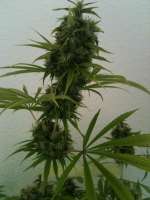An image of Big Bud