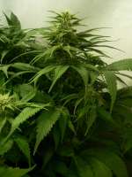 An image of Big Bud