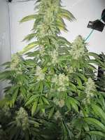 An image of Big Bud
