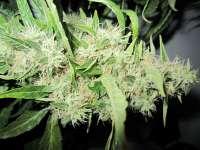 An image of Big Bud