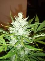 An image of Blueberry Zkittlez Automatic