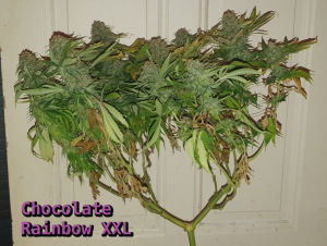 An image of Chocolate Rainbow XXL