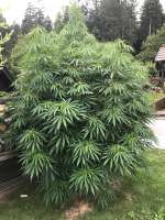 Early Pearl archive 6