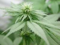 Early Pearl archive 5