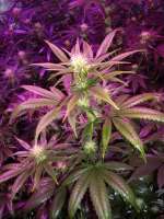 Ed Rosenthal Super Bud archive 3