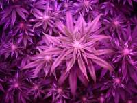 Ed Rosenthal Super Bud archive 4