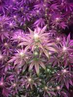 Ed Rosenthal Super Bud archive 2