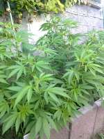 Ed Rosenthal Super Bud archive 5