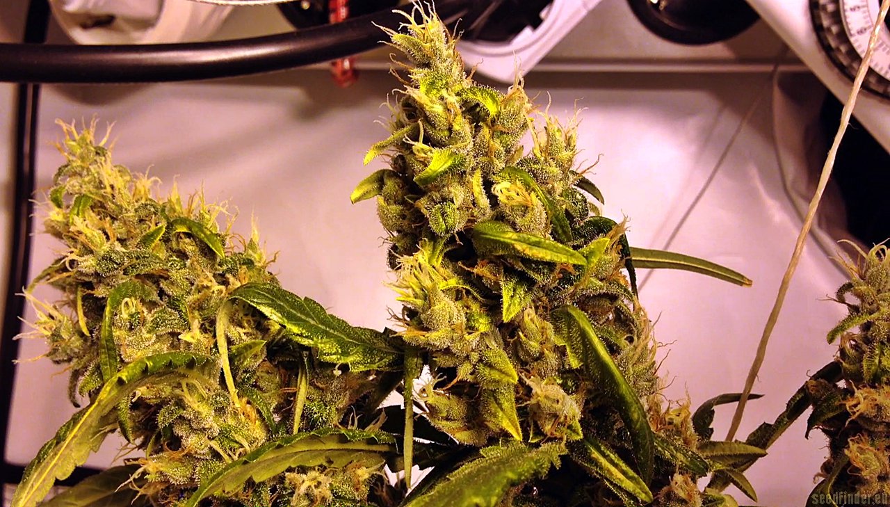 Ed Rosenthal Super Bud flowering cannabis, as labeled by the cited photo source