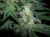 Hash Plant: strain page photo, credit seedfinder.eu, copyright status shown with credit copyright unverified