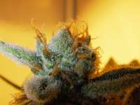 Hash Plant: strain page photo, credit seedfinder.eu, copyright status shown with credit copyright unverified