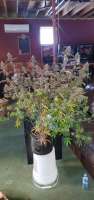 Hash Plant: strain page photo, credit seedfinder.eu, copyright status shown with credit copyright unverified