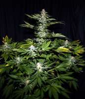 An image of Hindu Kush