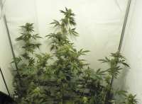 Jack Flash archive 3