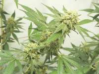 Jack Flash archive 4