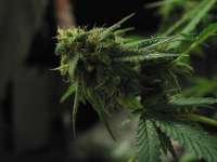 Jack Flash archive 5