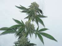 Jack Flash archive 6