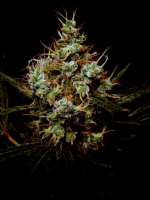 Jack Herer archive 5