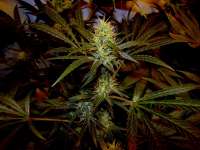 Jack Herer archive 4