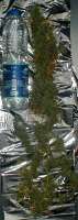 Jack Herer archive 3