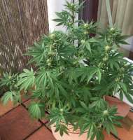 Jamaican Pearl archive 4