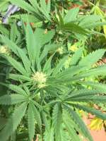 Jamaican Pearl archive 3