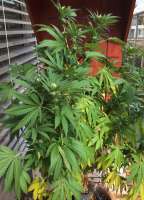 Jamaican Pearl archive 2