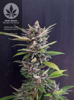 An image of Malibu OG Gold