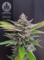 An image of Malibu OG Gold