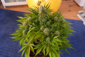 Mandarine Jam archive 3