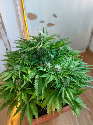 Mandarine Jam archive 4