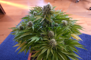 Mandarine Jam archive 2