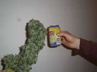 Maple Leaf Indica archive 3