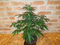 Maple Leaf Indica: strain page photo, credit seedfinder.eu, copyright status shown with credit copyright unverified