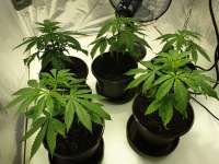 Maple Leaf Indica: strain page photo, credit seedfinder.eu, copyright status shown with credit copyright unverified
