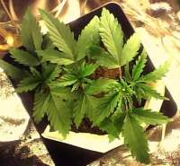 An image of Mexican Sativa