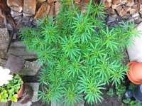An image of Mexican Sativa
