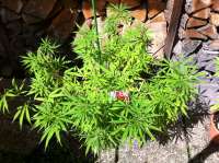 An image of Mexican Sativa