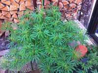 An image of Mexican Sativa