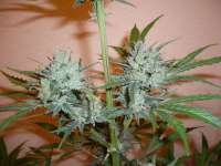 An image of Northern Lights #5 X Haze