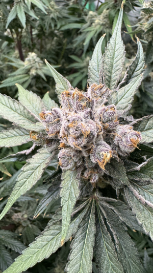An image of Screwdriver OG