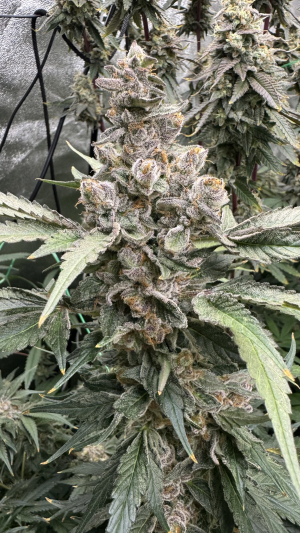 An image of Screwdriver OG