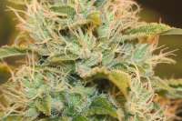 An image of Sensi #11