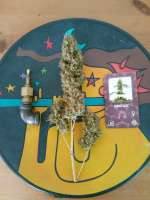 An image of Sensi #11