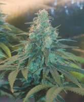 An image of Sensi #140