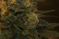 An image of Sensi #140