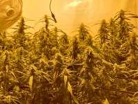 Shiva Skunk: strain page photo, credit seedfinder.eu, copyright status shown with credit copyright unverified